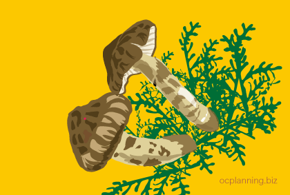 �����C���摜